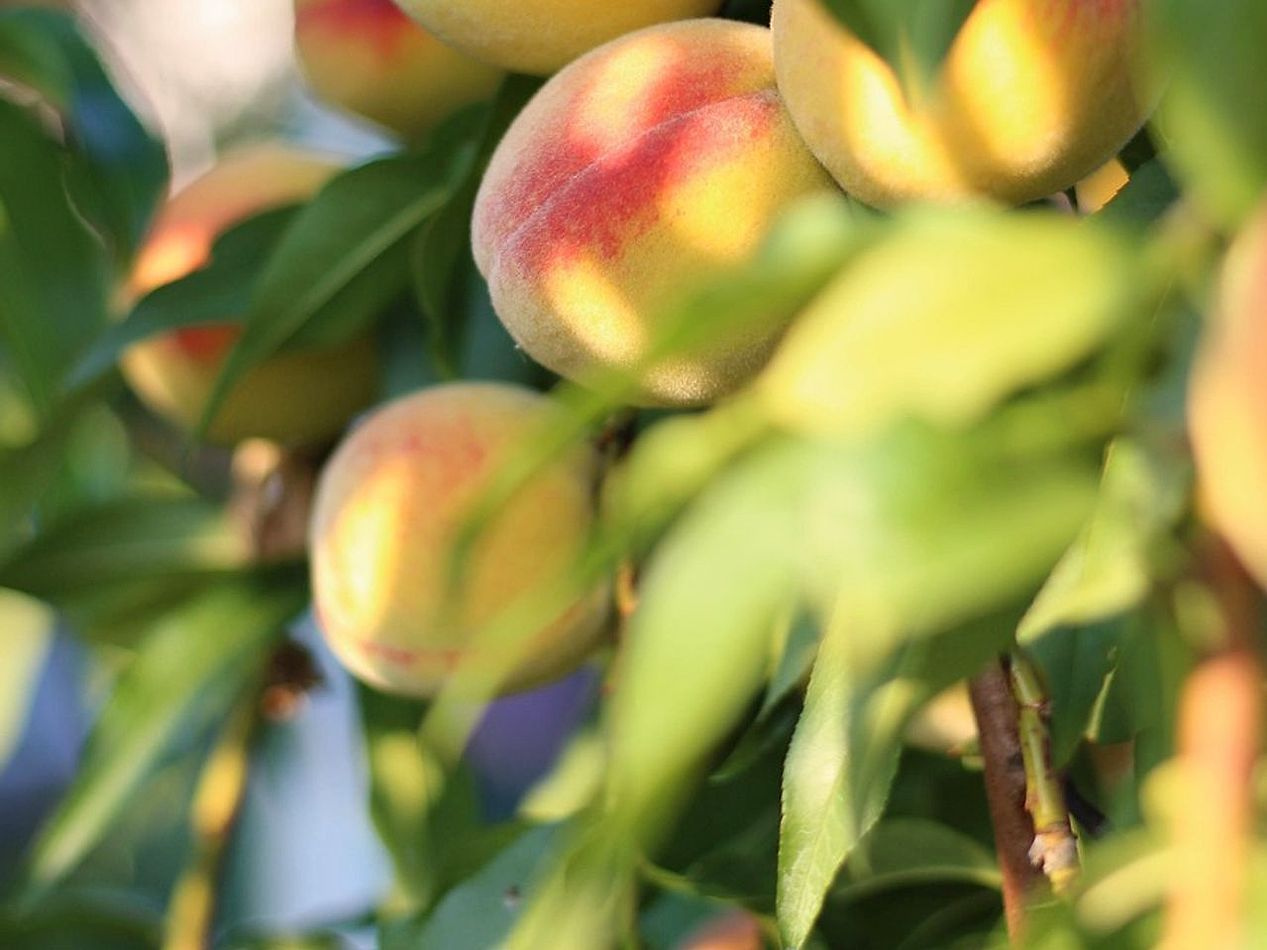 Frutas tropicales cada lunes